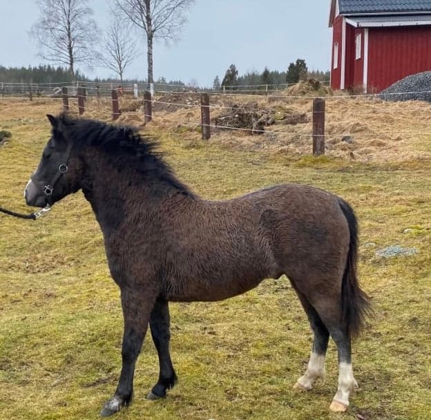 Bild 1 av Coolaste myskillen. 