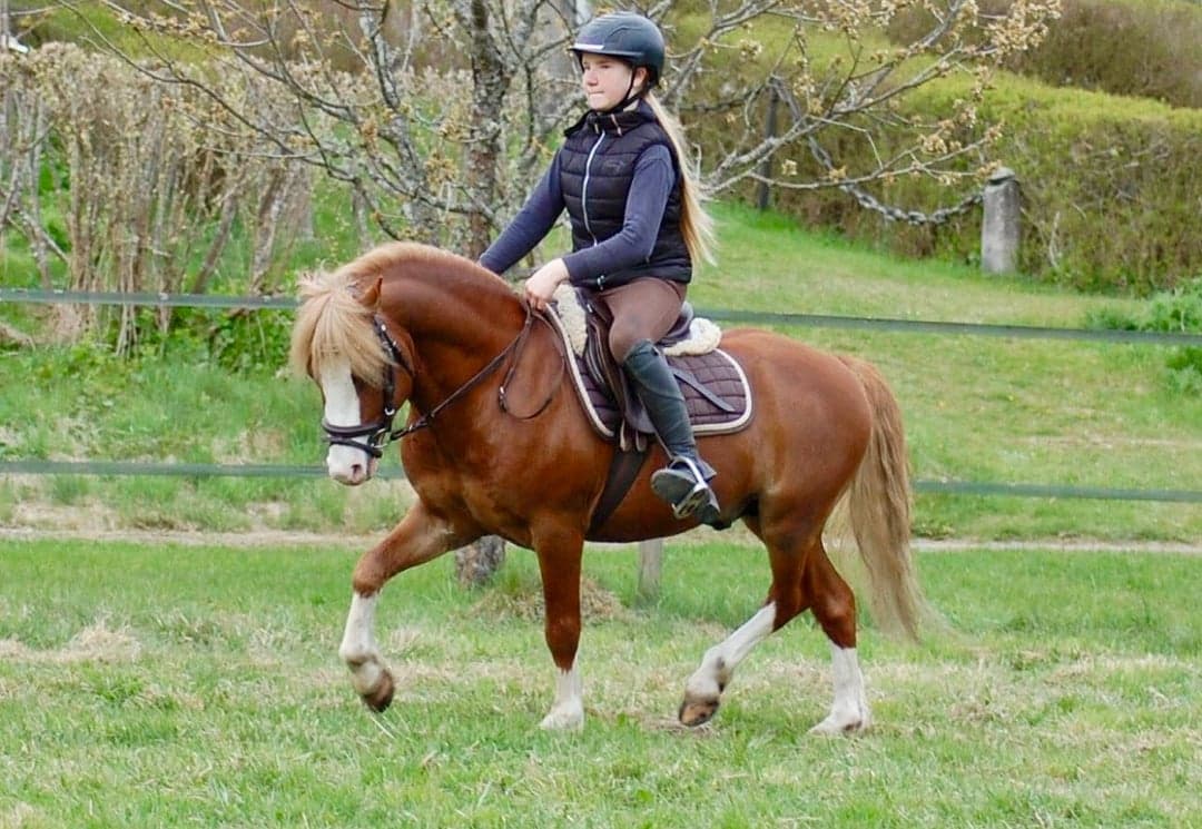 Bild 1 av Underbar Welsh mountainhingst i avel 