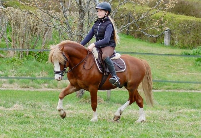 Media 1 av Underbar Welsh mountainhingst i avel 