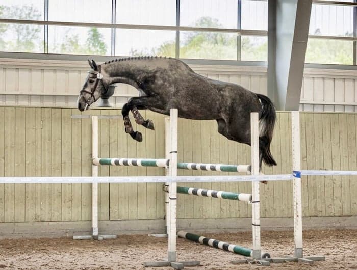 Media 2 av SWB-sto för hoppning