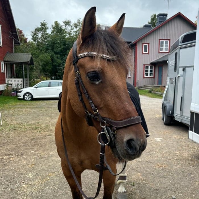 Media 1 av Anton