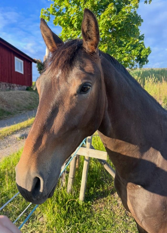 Media 5 av Snäll 3 åring med potential!
