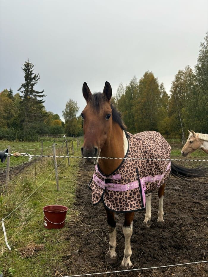 Media 1 av Leopardmönstrat täcke
