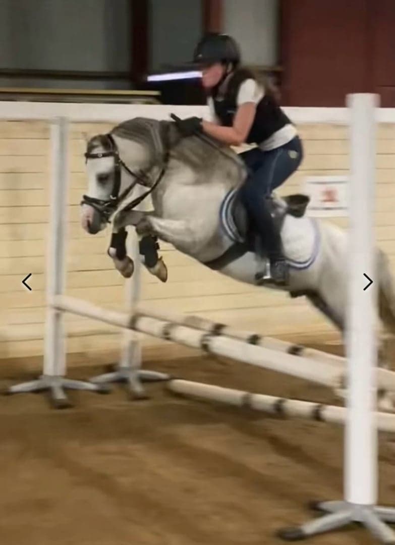 Bild 4 av Härlig Welsh mountainhingst i avel!