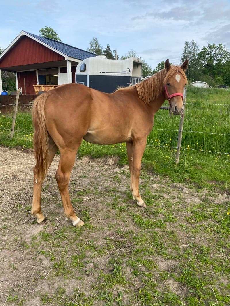 Bild 3 av 1 årig quartersto 