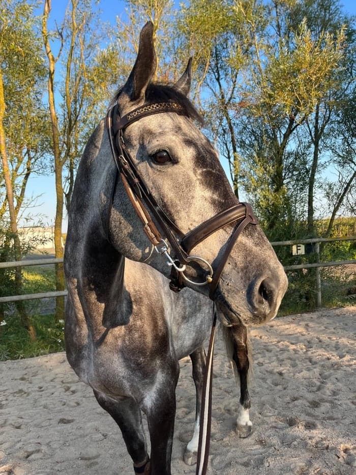 Media 2 av Fantastisk all-round häst efter Kannatol 