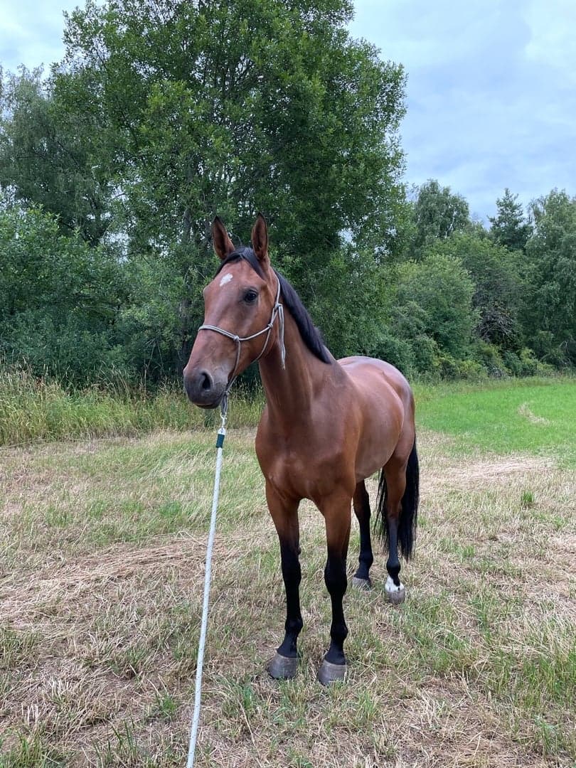 Bild 1 av Flb Allan