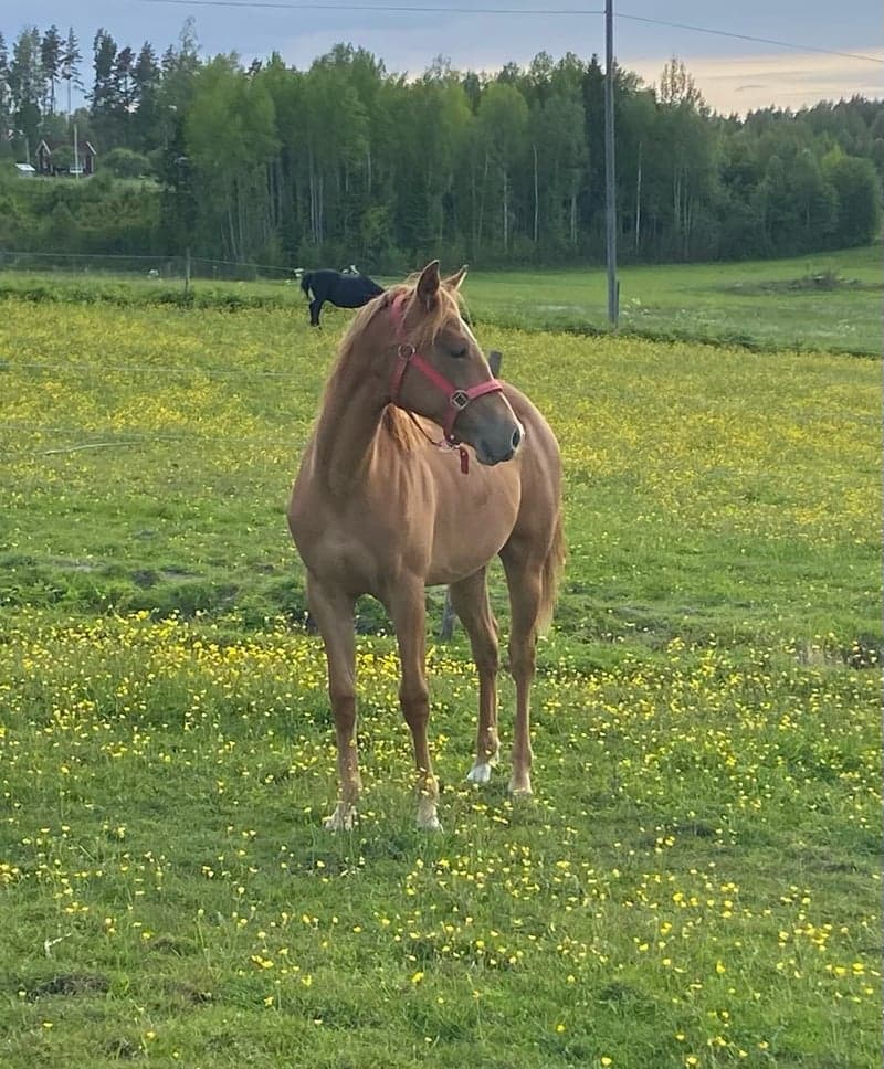 Bild 4 av 1 årig quartersto 