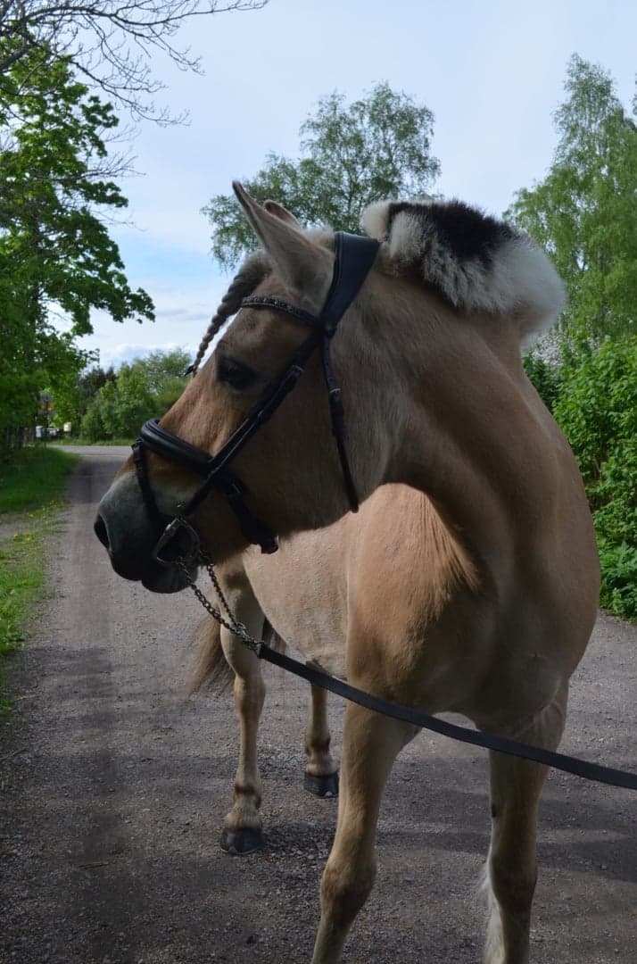 Bild 1 av placeholder text