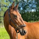 Profilbild av Curra Clover Flight