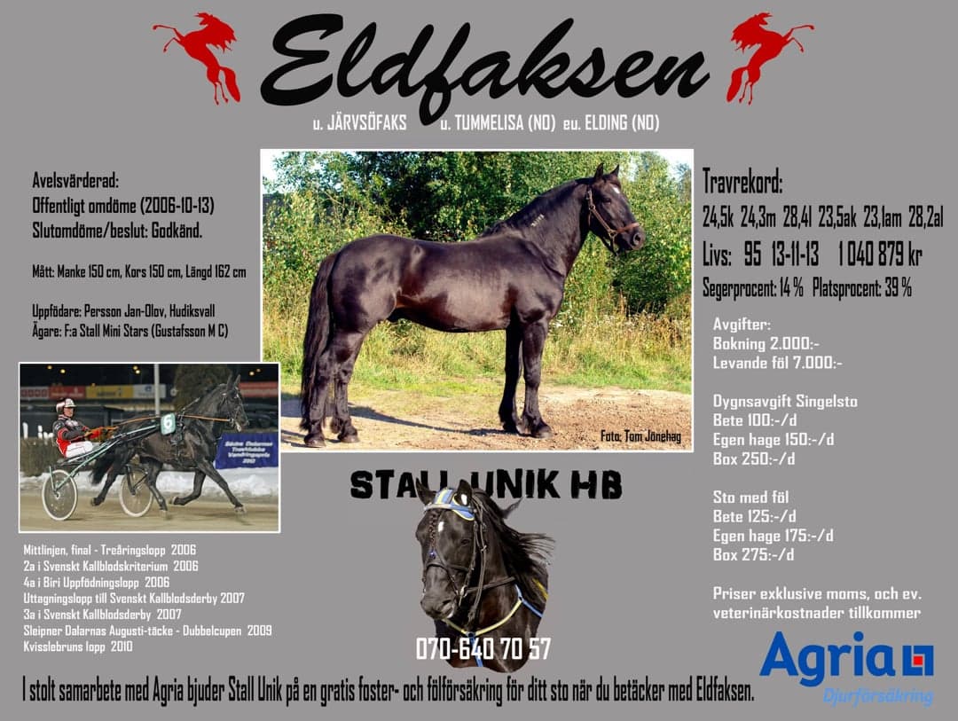 Bild 1 av Avelshingst