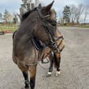 Profilbild av Lucero