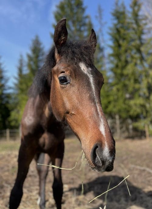 Bild av SWB valack e. Gamelus R