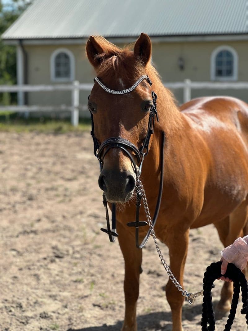 Bild 3 av Rusty