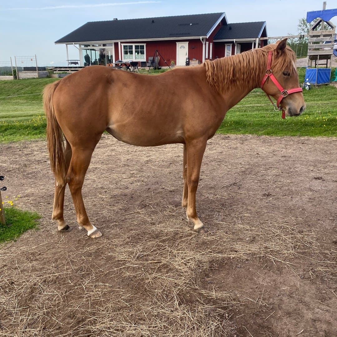 Bild 1 av Penny Stargazer