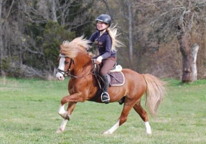 Bild 2 av Underbar Welsh mountainhingst i avel 